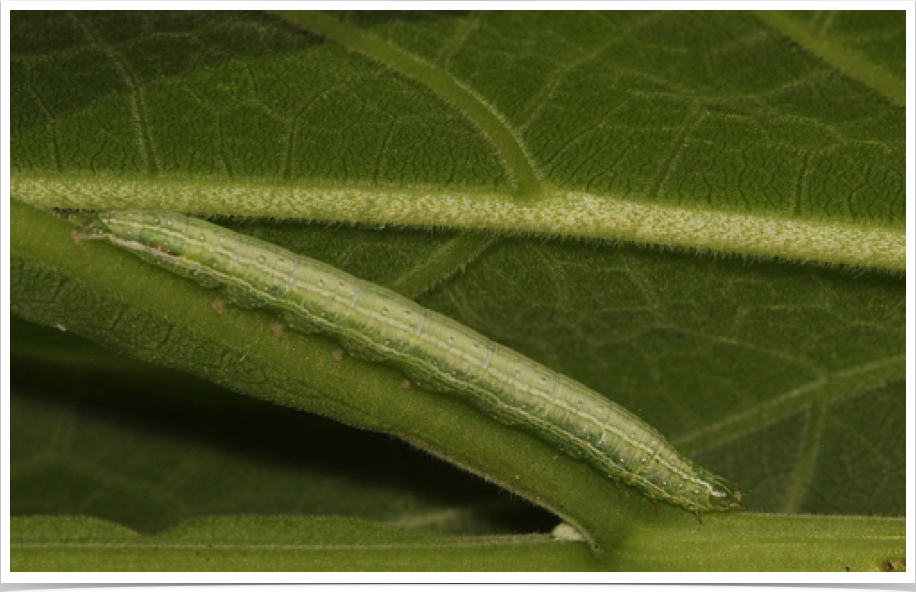 Ogdoconta cinereola
Common Pinkband
Bibb County, Alabama